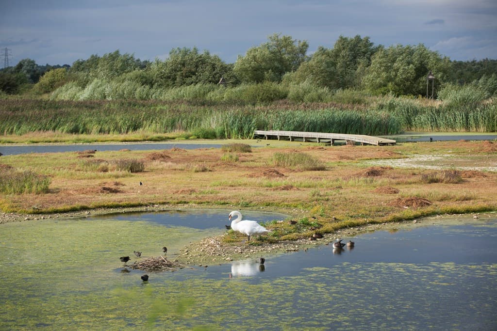 Rye Meads (RSPB) - Image 1