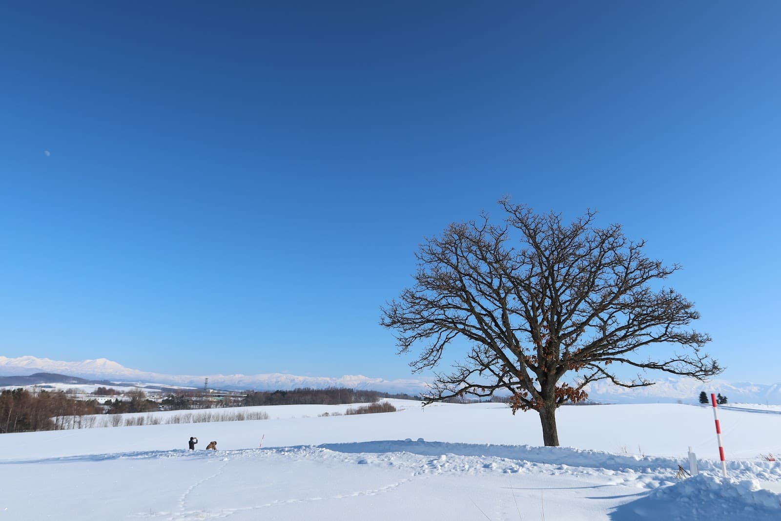 Seven Stars Tree - Image 1