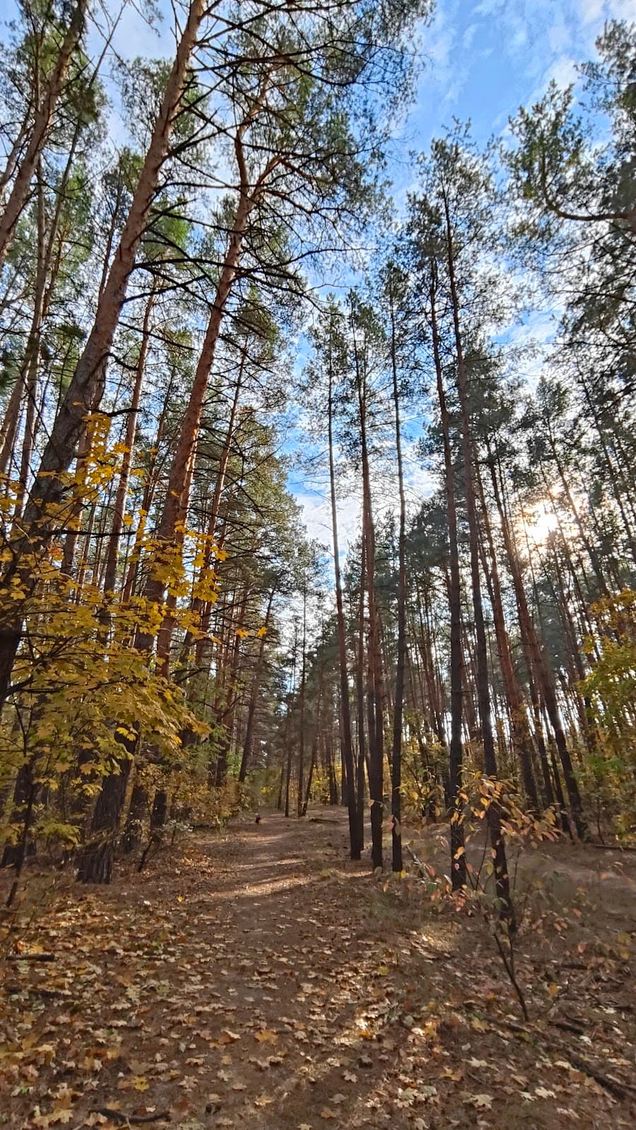 Holosiivskyi National Nature Park Kyiv - Image 1