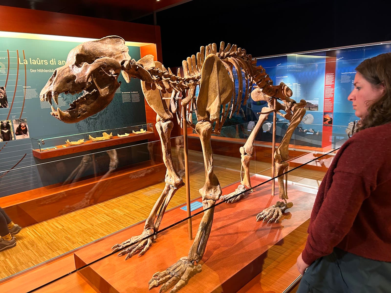 Museum Ladin Ursus ladinicus - Image 1