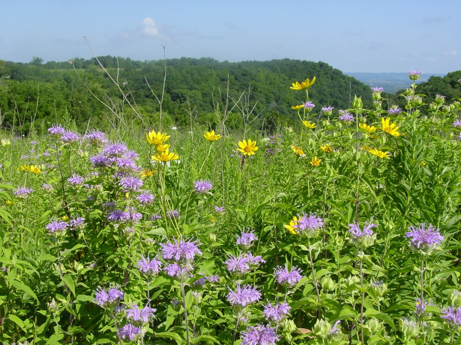 Great River Bluffs State Park - Image 1