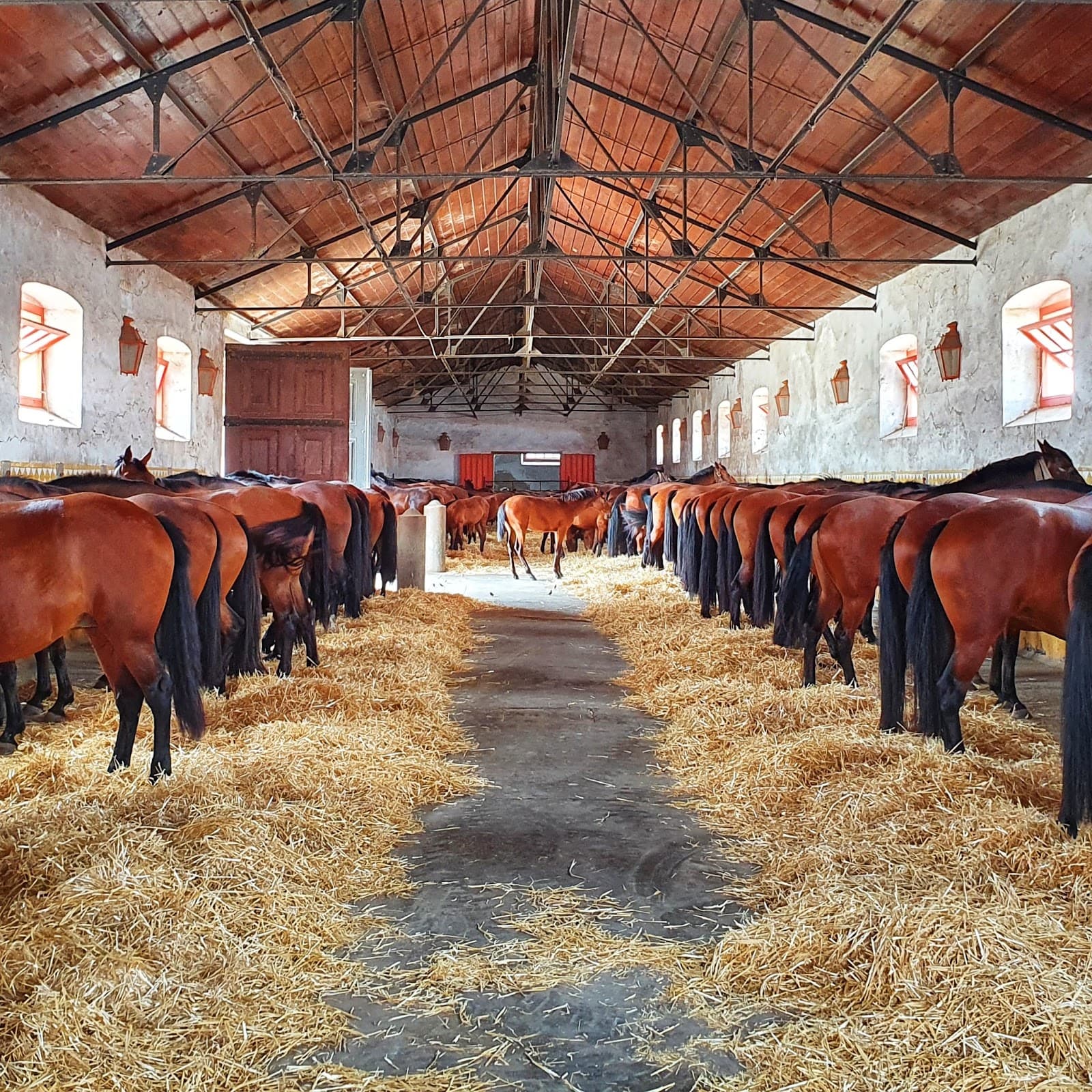 Coudelaria de Alter (Alter do Chão) - Image 1