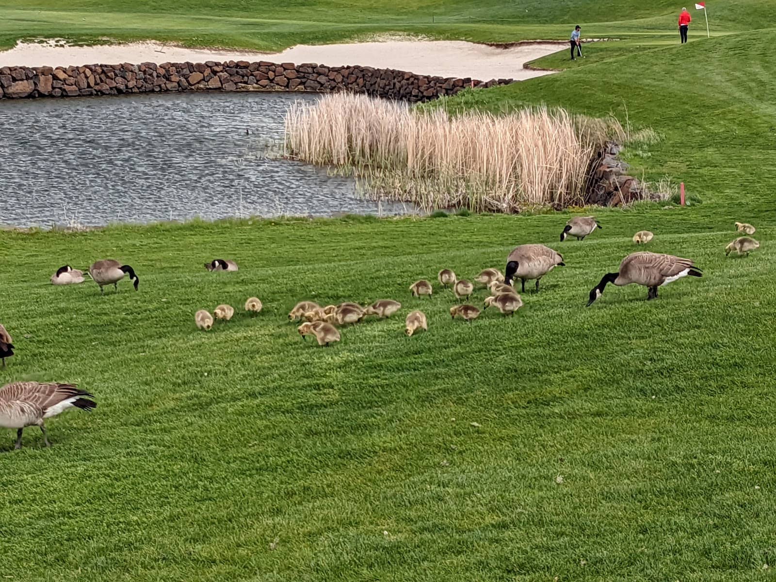 Reachable Par 5s