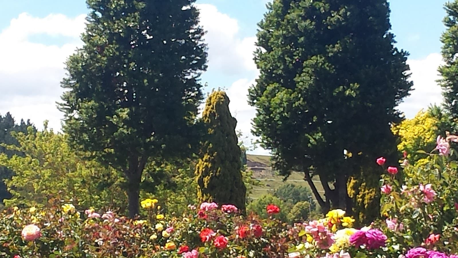 Aramoho Cemetery - Image 1
