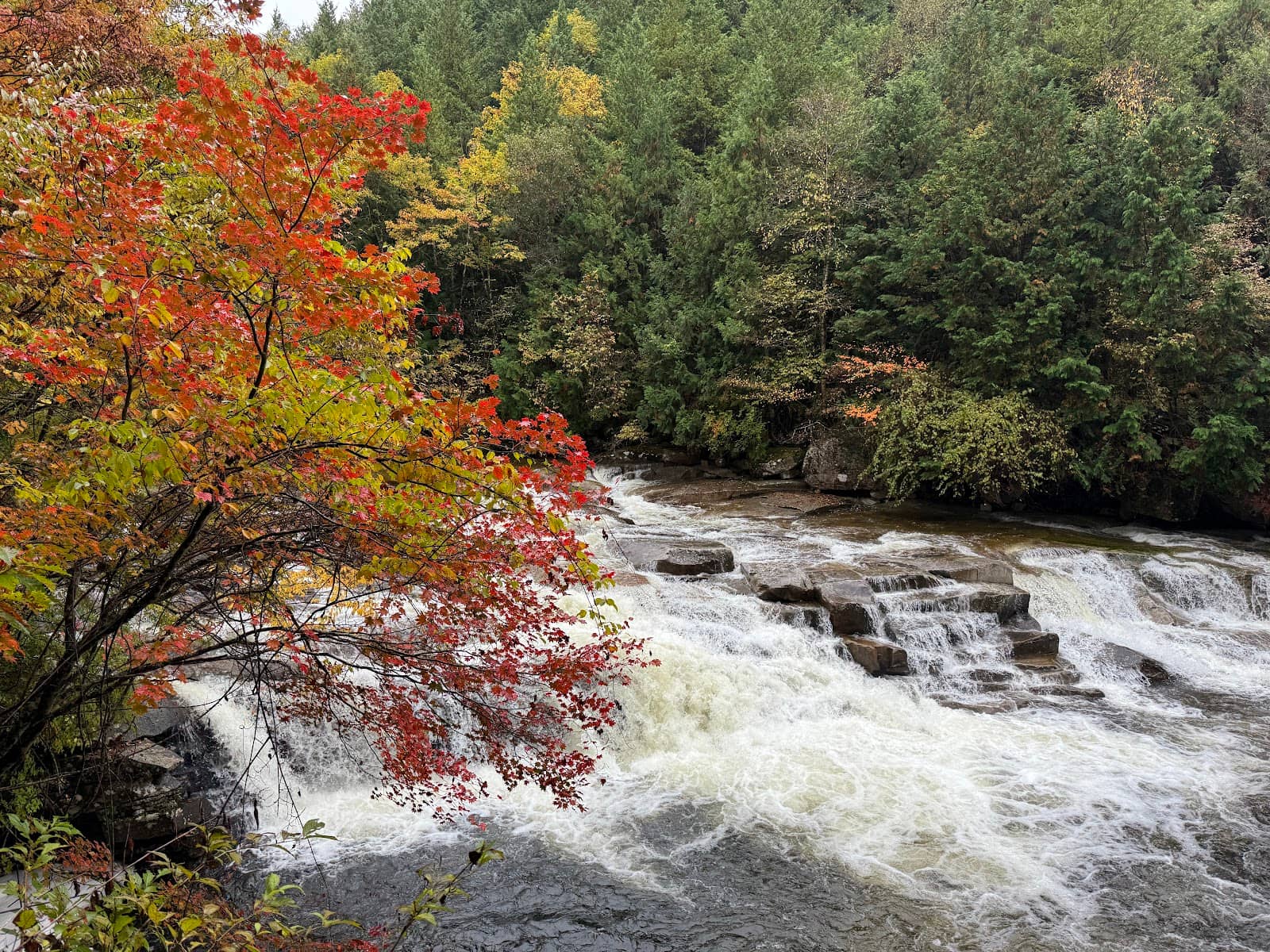 Forest Bathing Trails