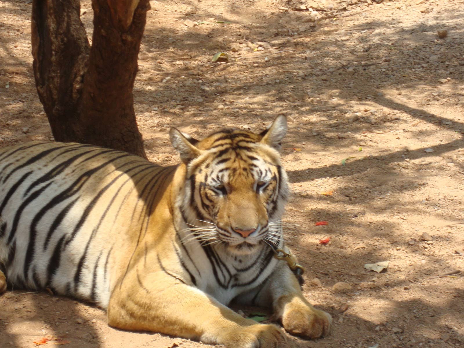 Peaceful Sanctuary Grounds