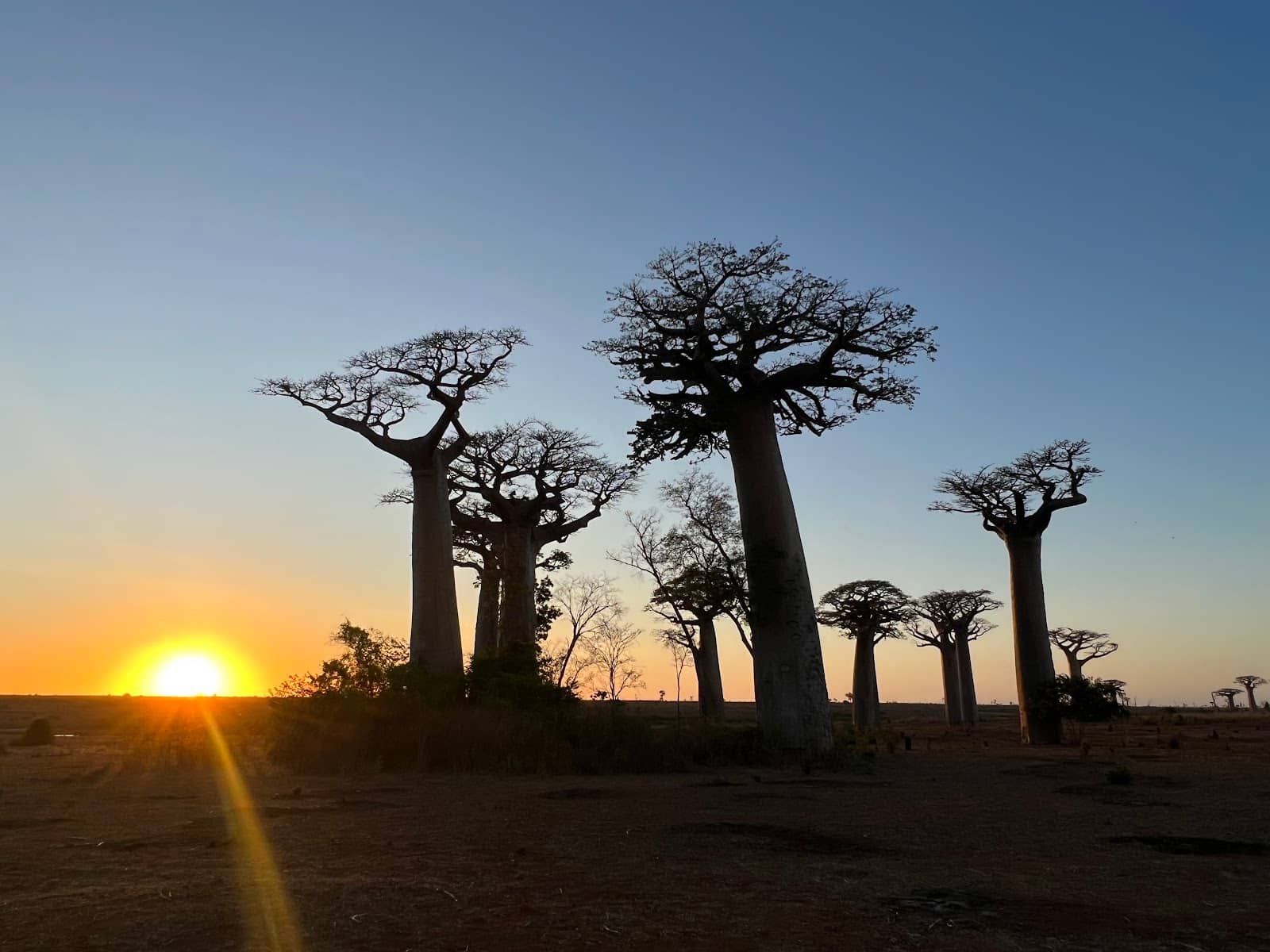 Diverse Lemur Species