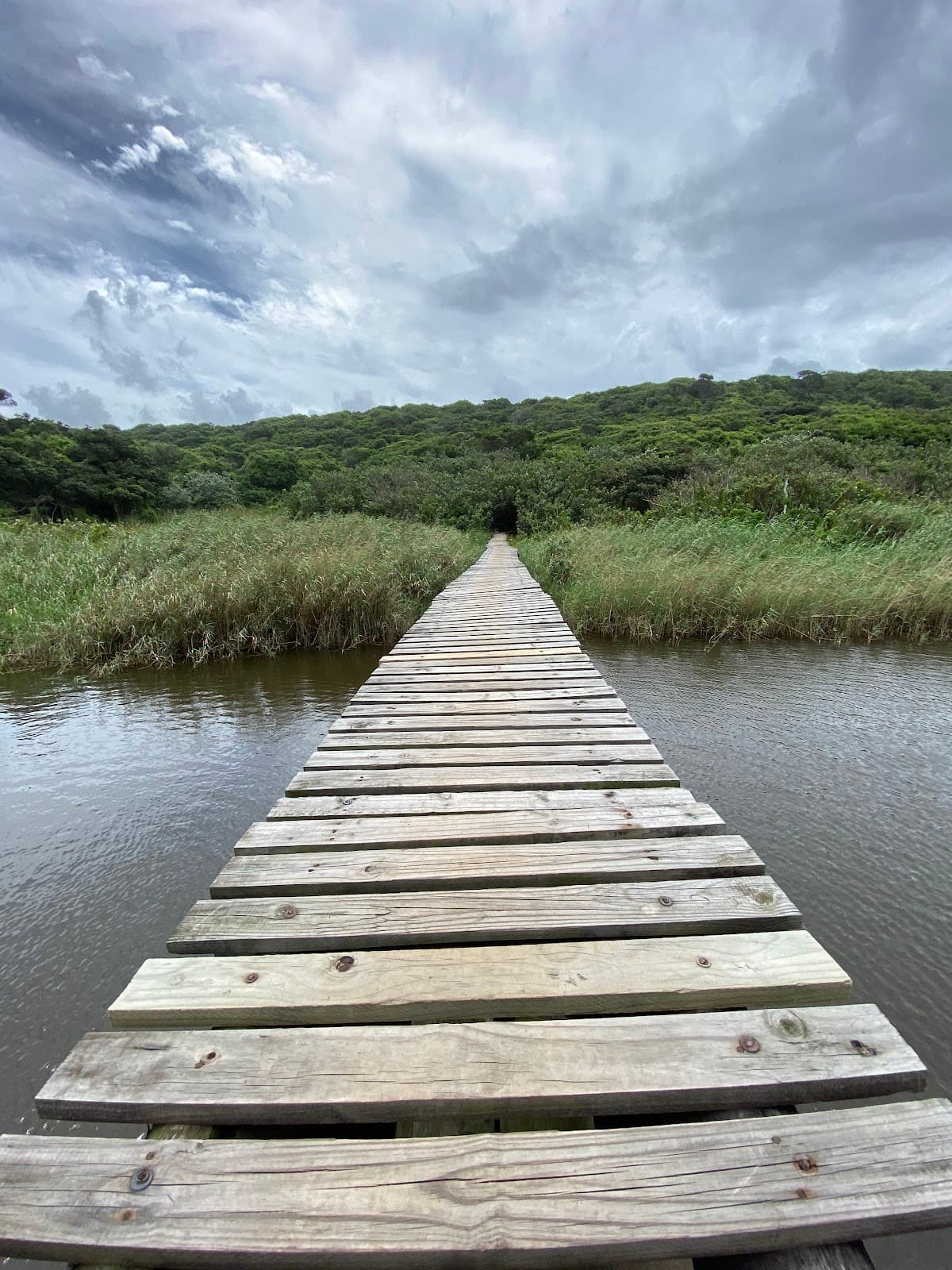 Hawaan Forest - Image 1