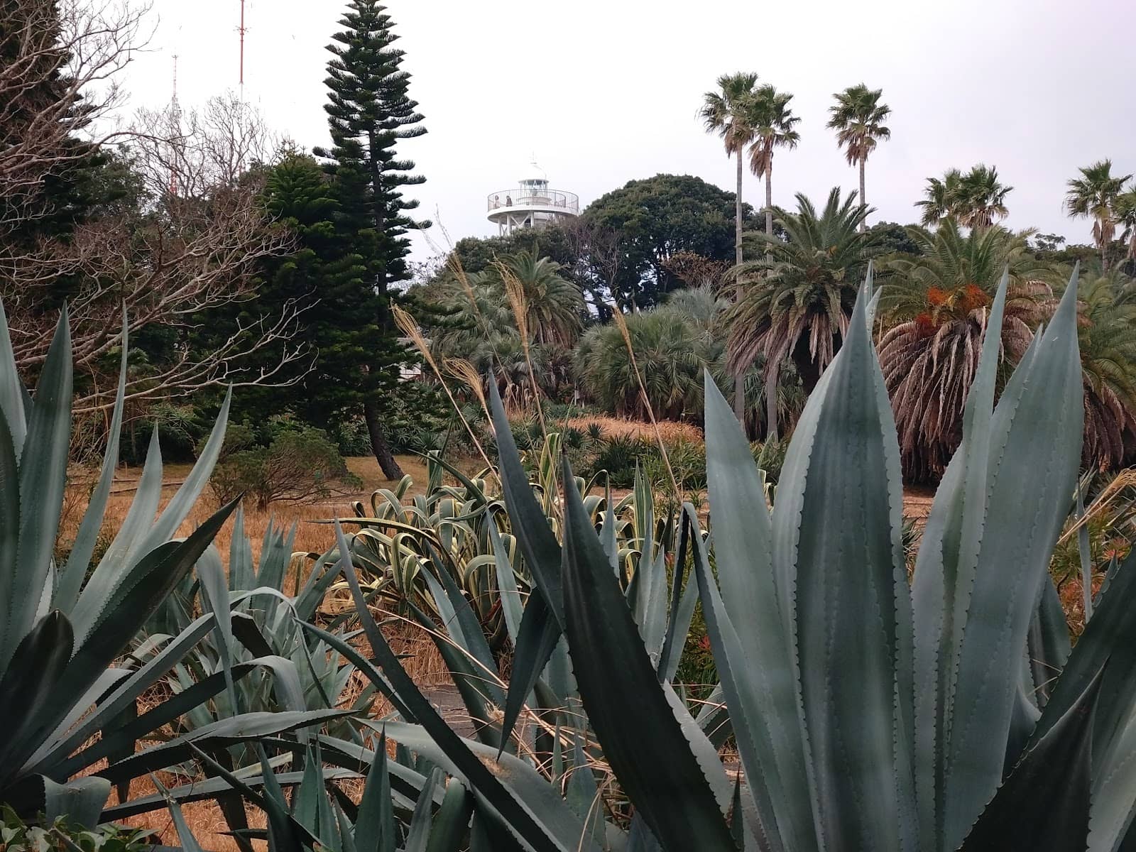 Subtropical Island Charm