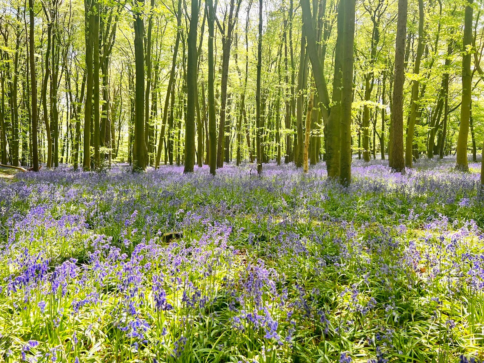 Whomerley Wood Local Nature Reserve - Image 1