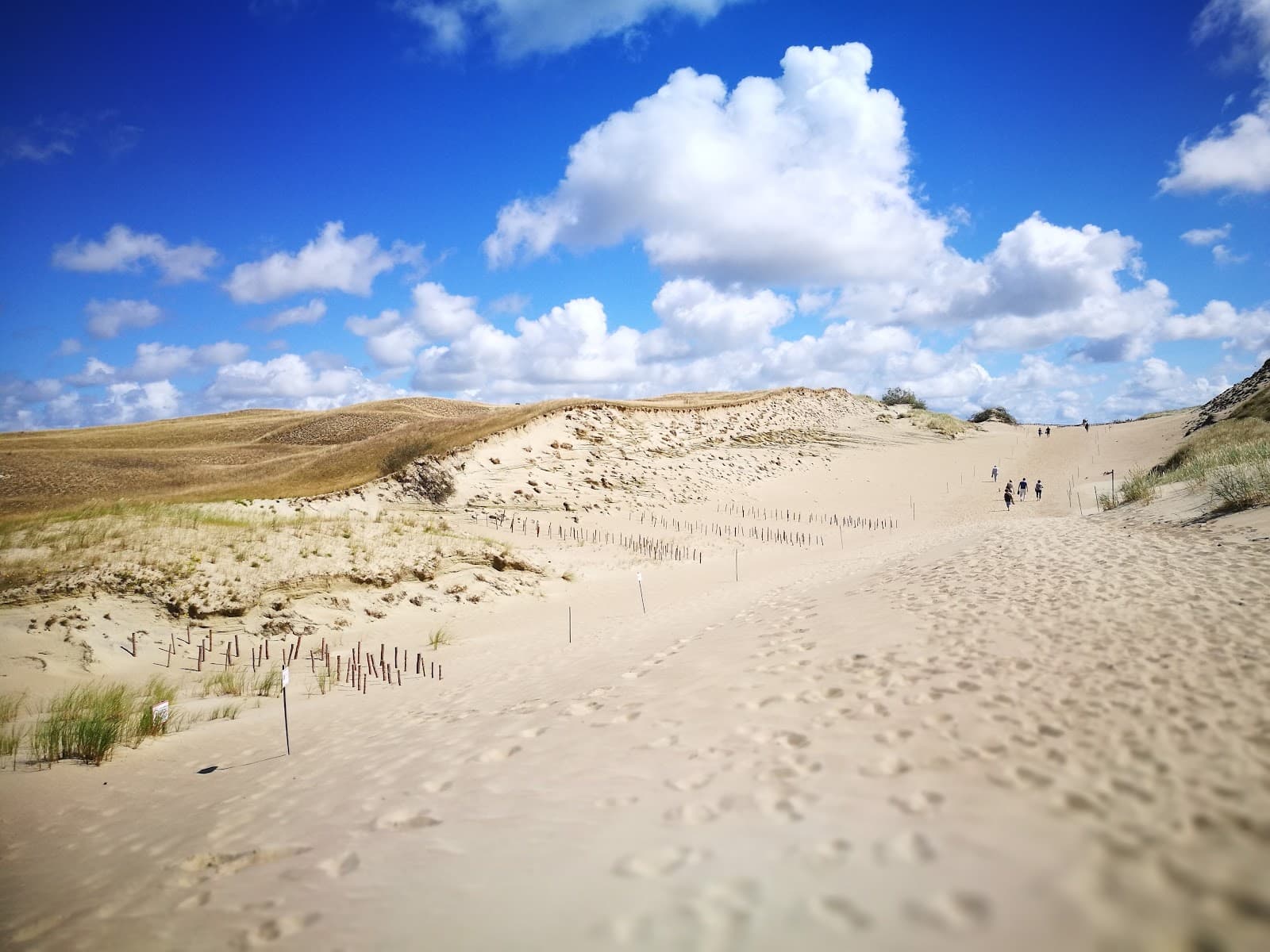 Nagliai Nature Reserve (Dead Dunes) - Image 1