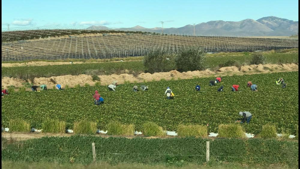 Local Farmers Markets