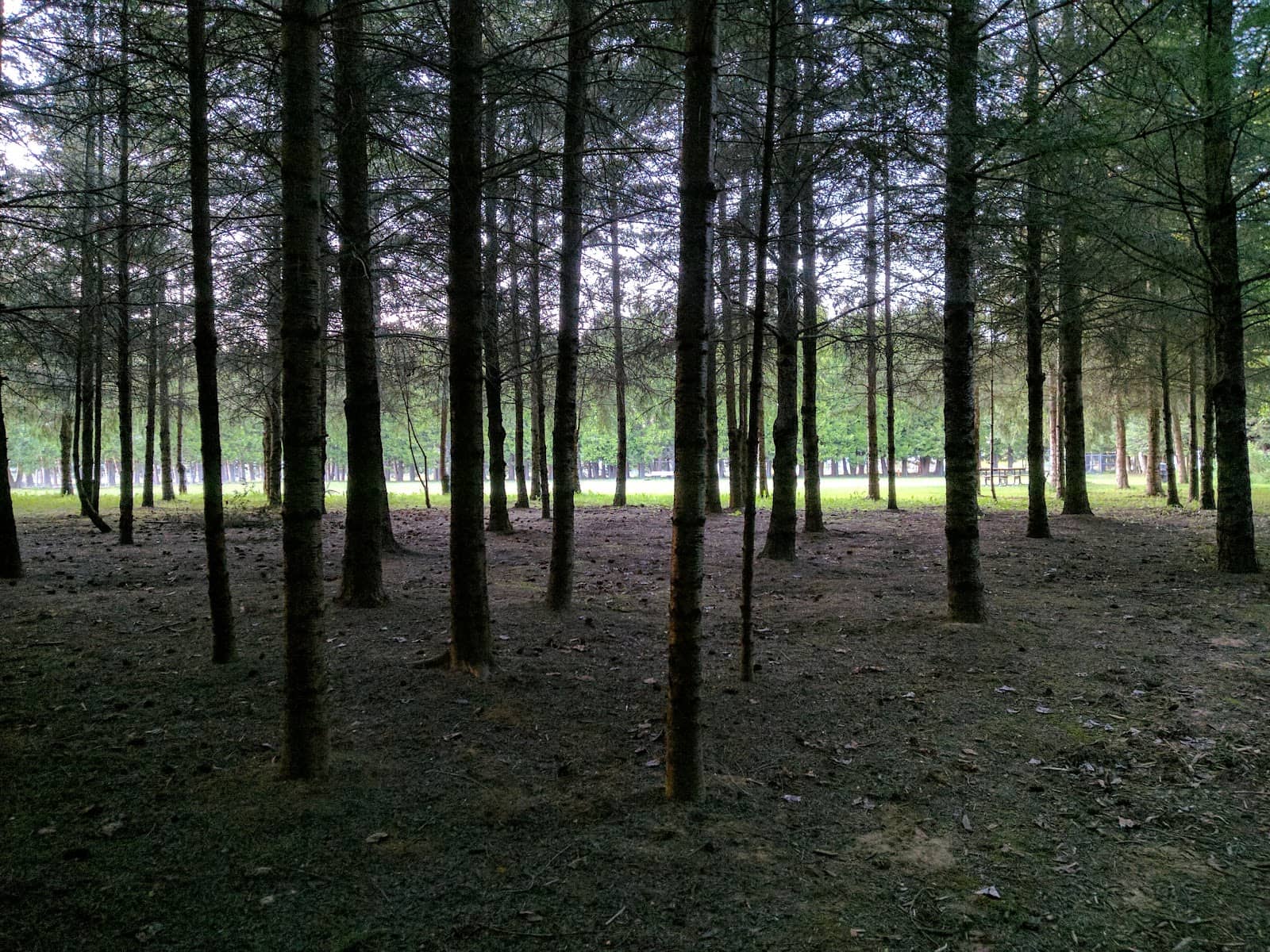 Gridded Pines