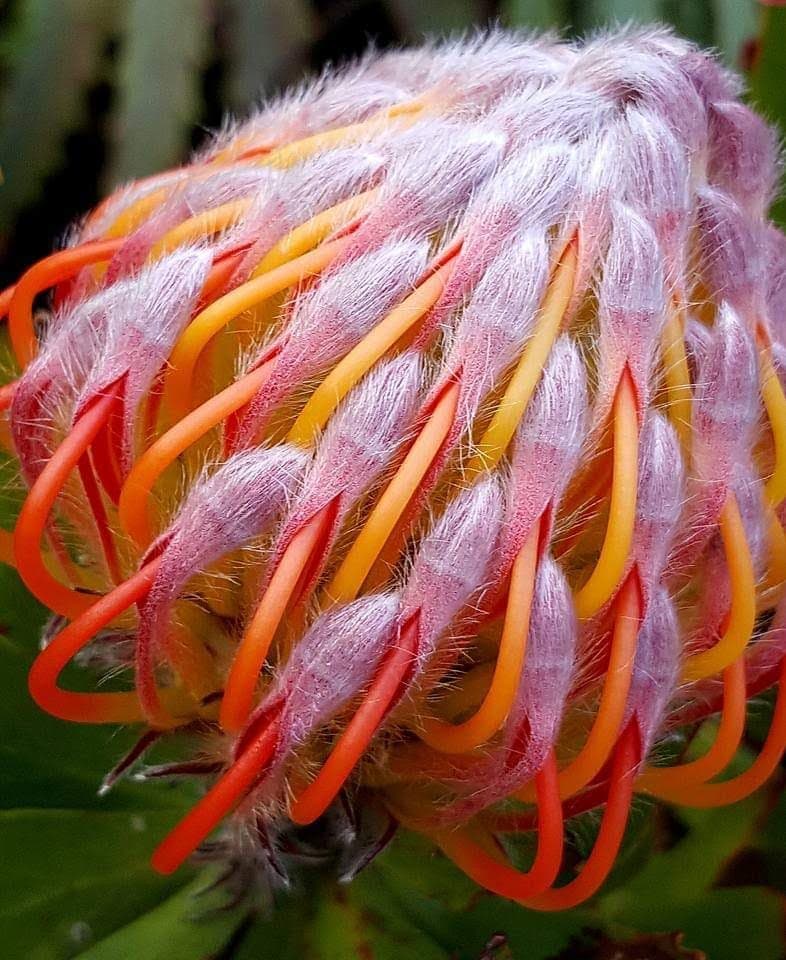 Dana Bay Conservancy - Image 1