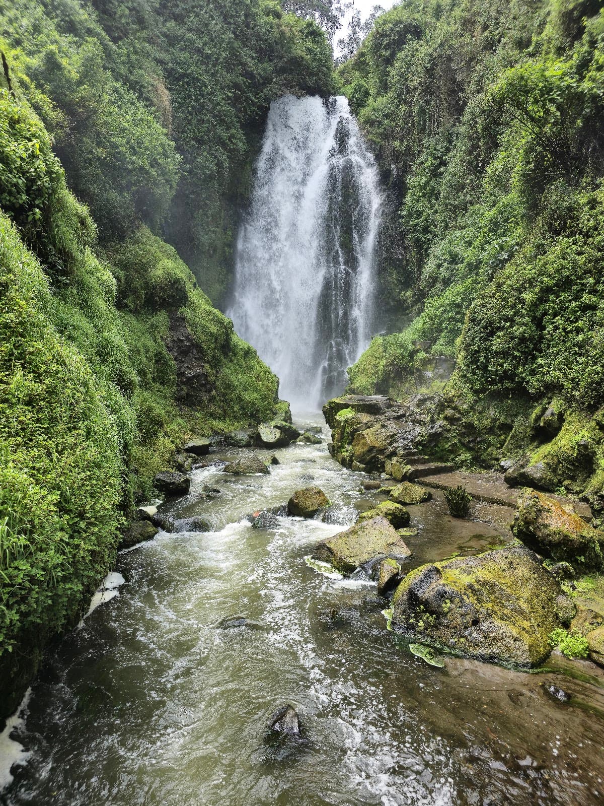 Peguche Forest (Bosque Protector) - Image 1