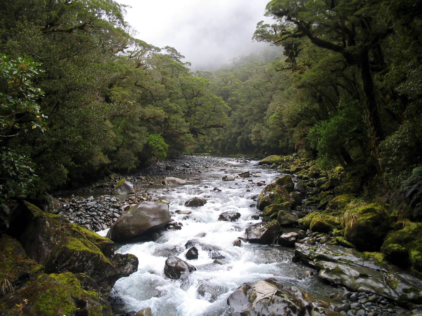 Lush Forest Walk