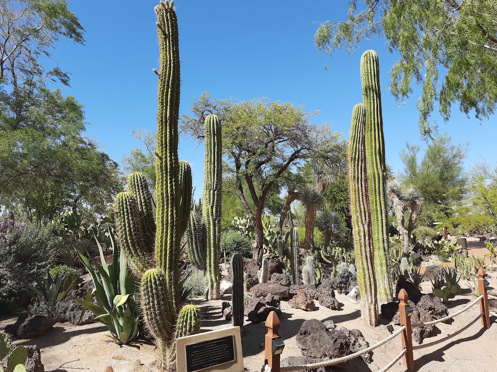 Ethel M Botanical Cactus Garden - Image 1