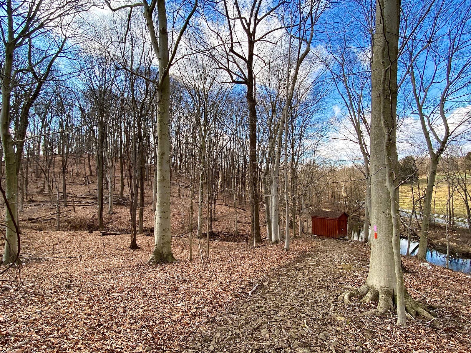 Rolling Meadows & Walnut Trees