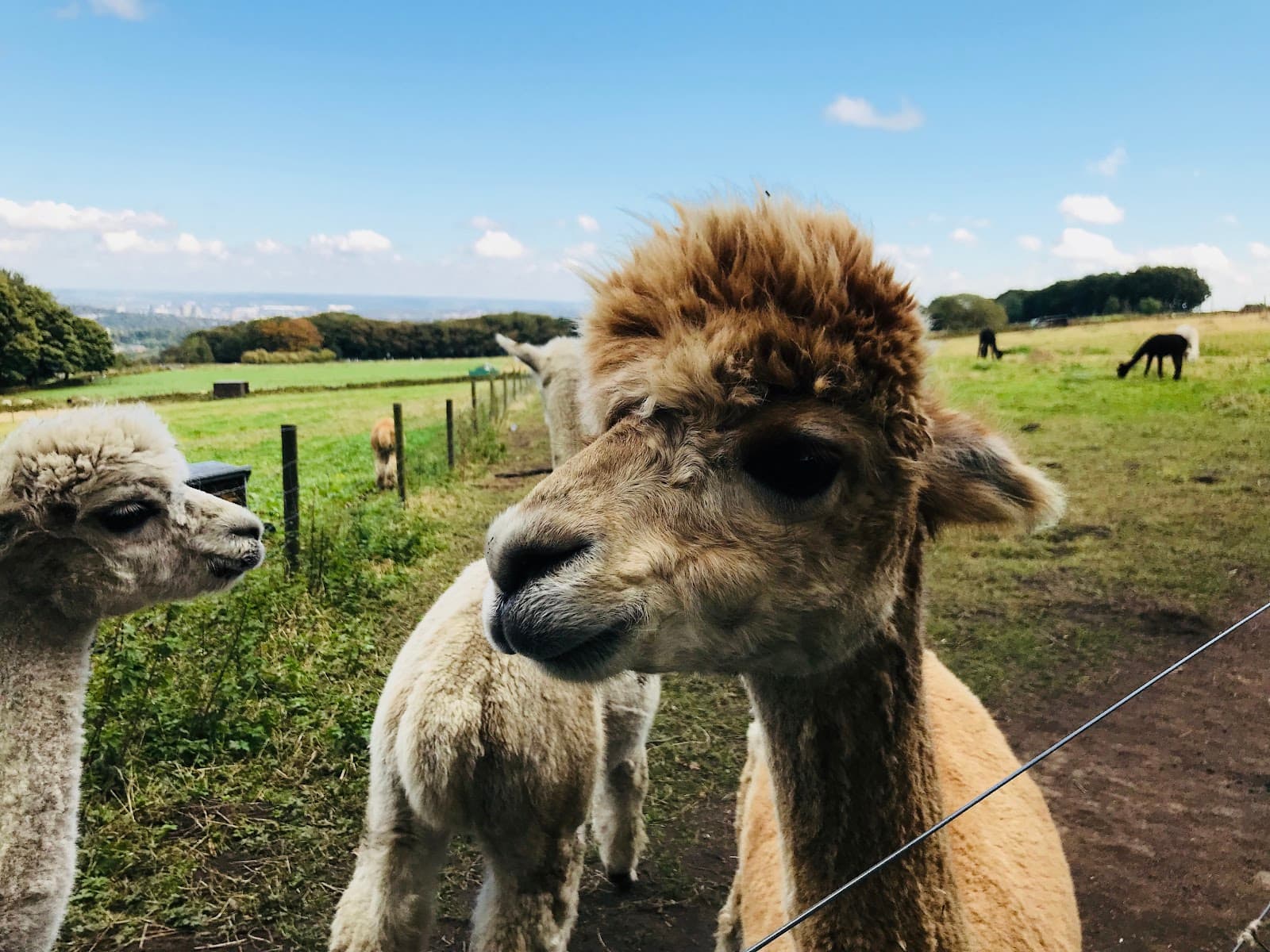 Mayfield Alpacas - Image 1