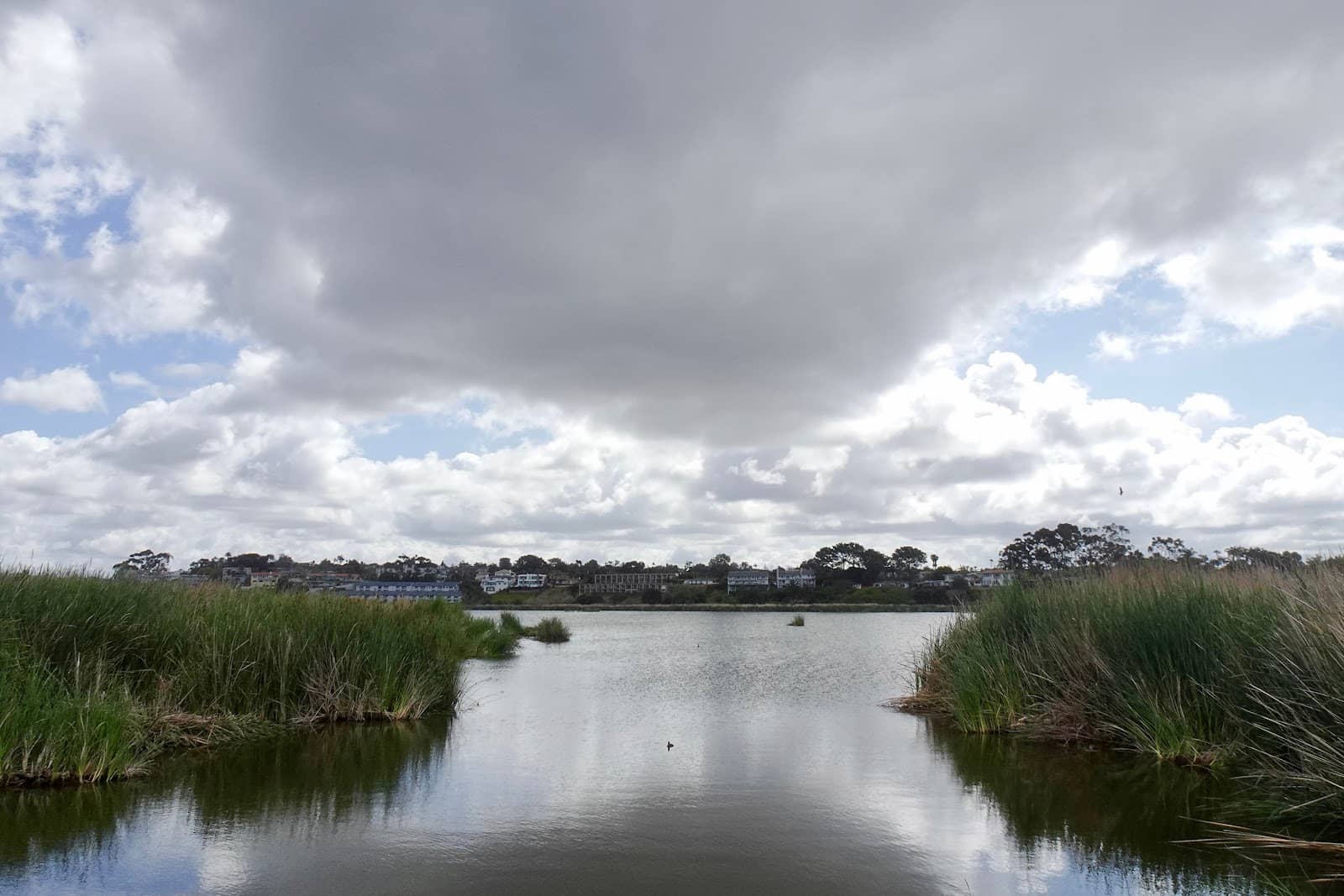 Estuary Ecosystem