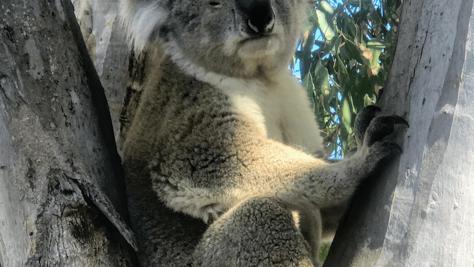 Raymond Island Koala Walk - Image 1