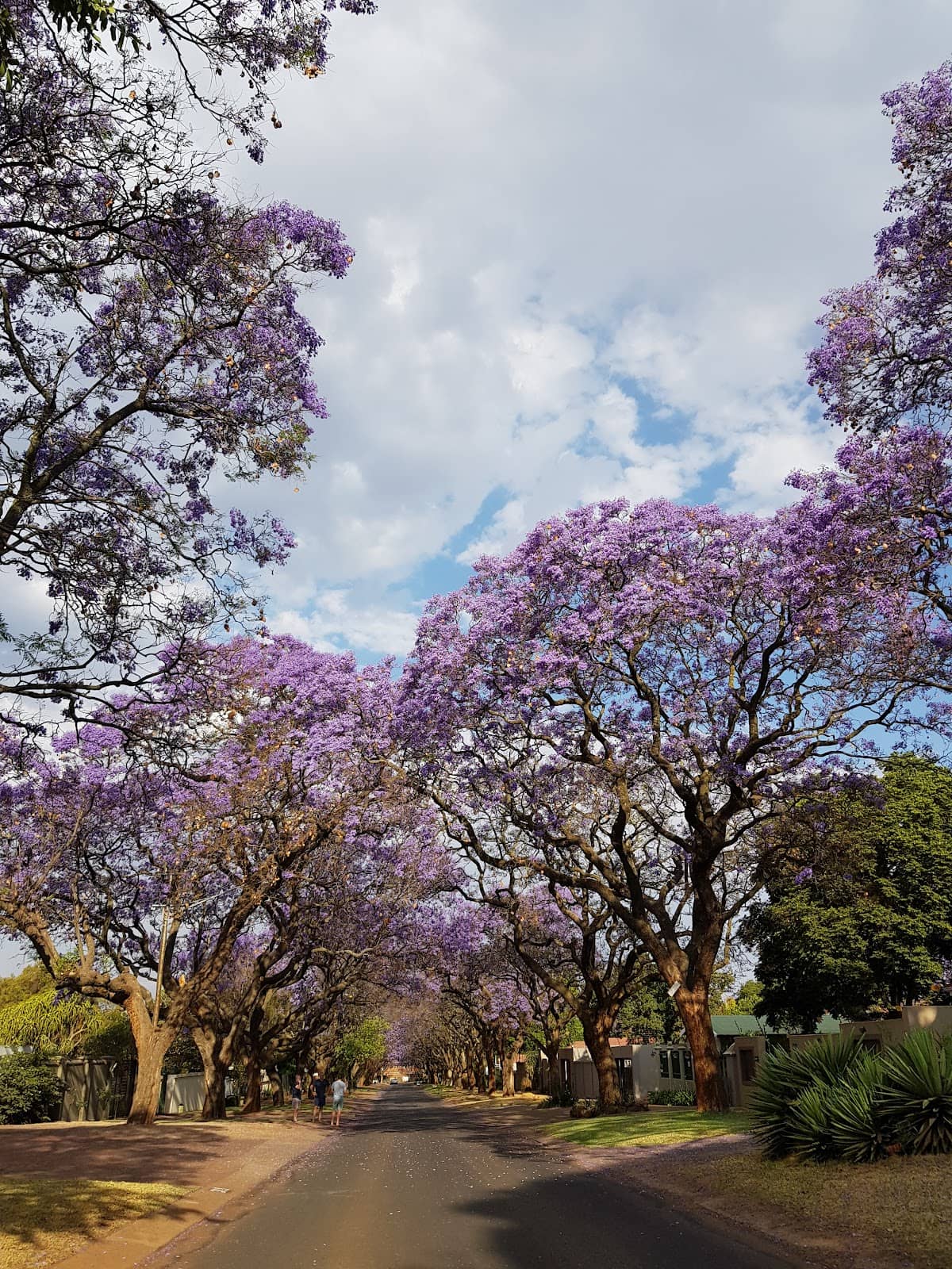 Williamsburg's Artistic Edge