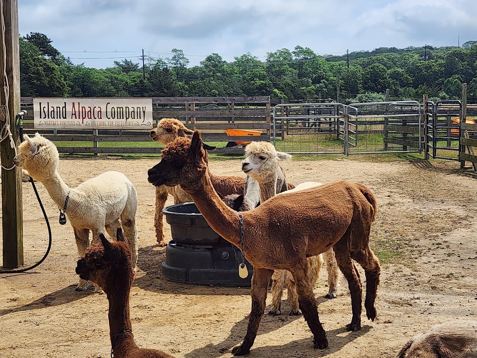 Island Alpaca Farm - Image 1