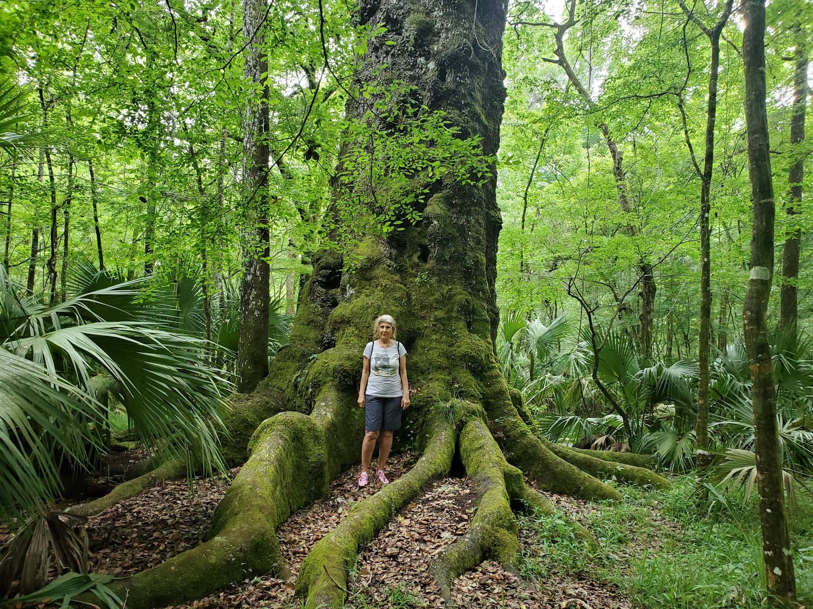 Devil's Hammock WMA - Image 1