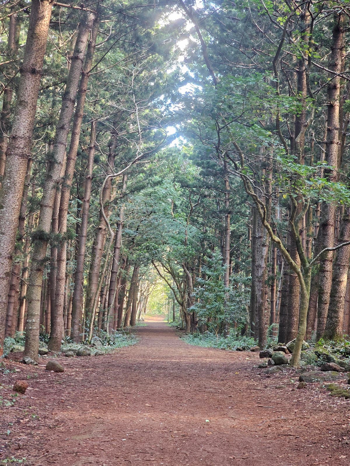 Daruty Forest - Image 1