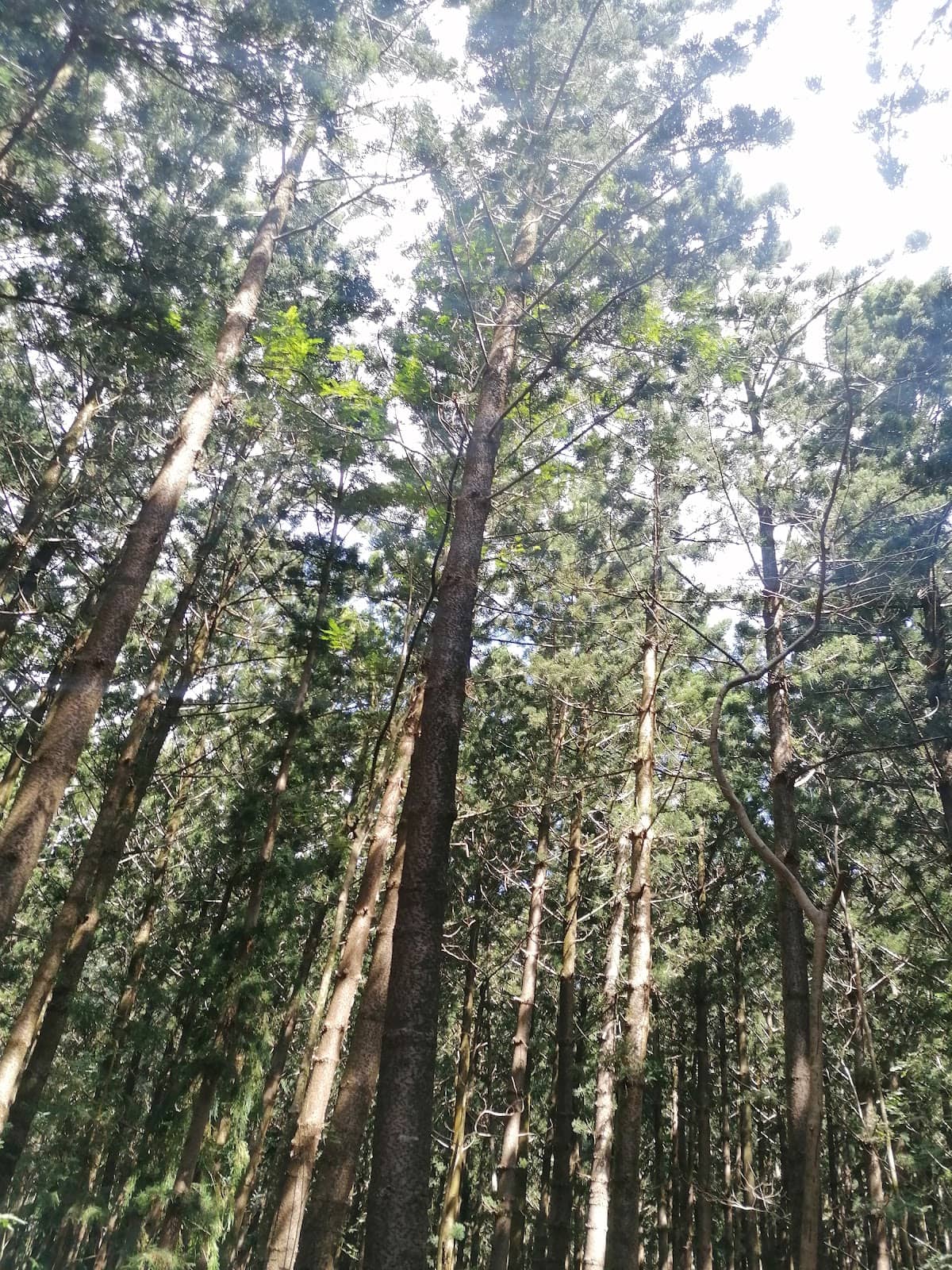 Vertical photo