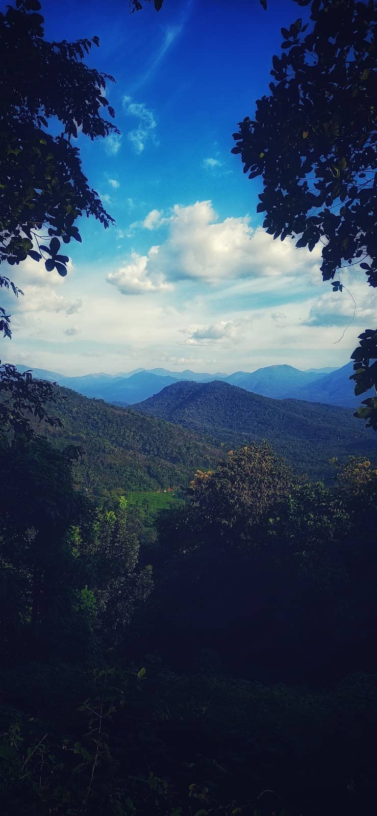 Dual Forest Office Charm