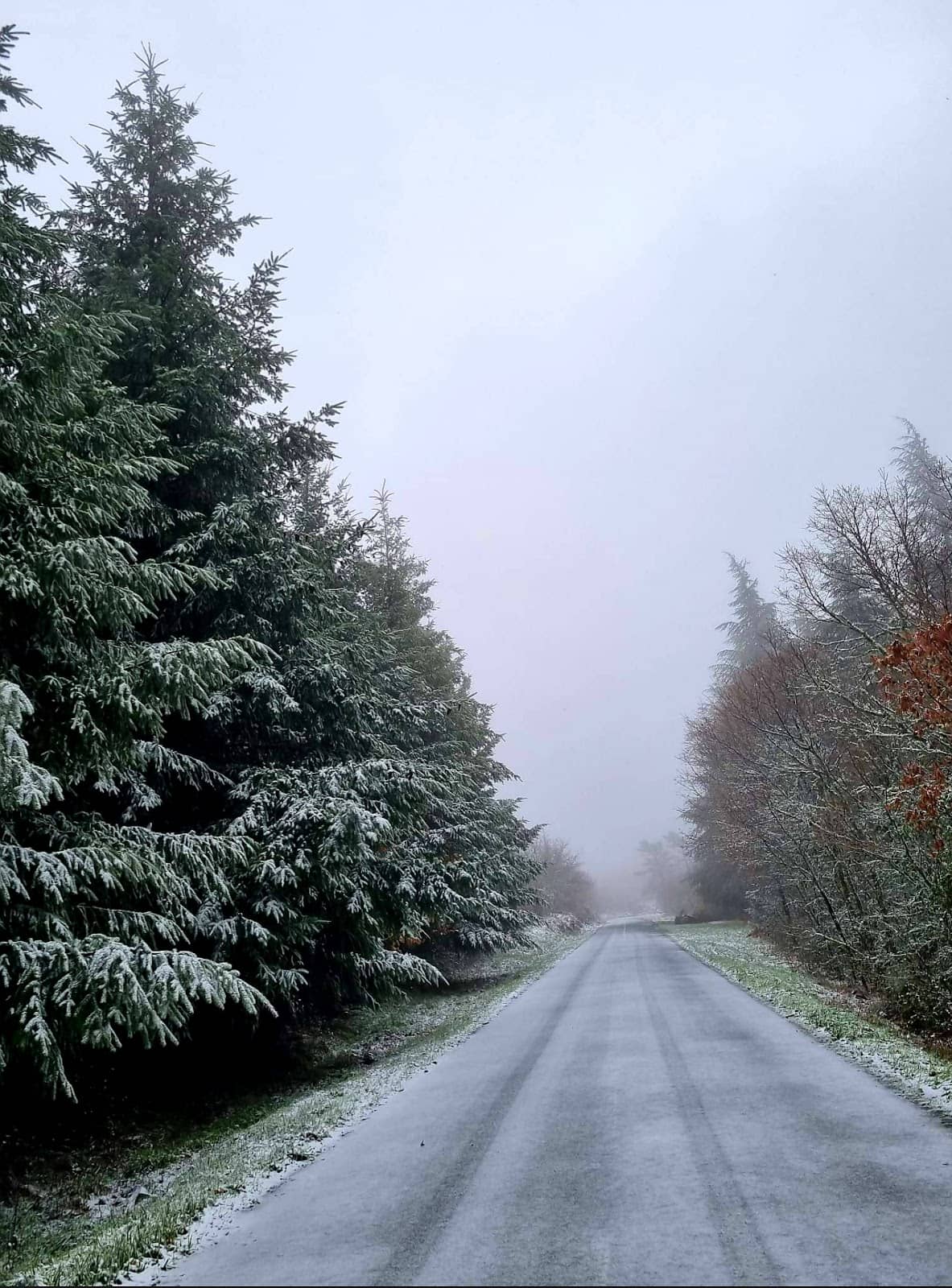 Snowy Vistas