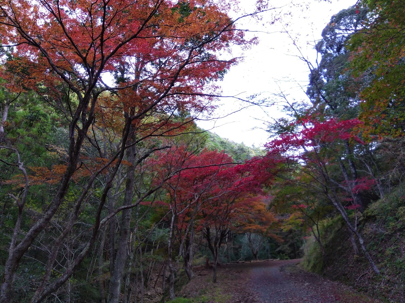 Aichi Prefectural Forest (Horaikyo Forest) - Image 1