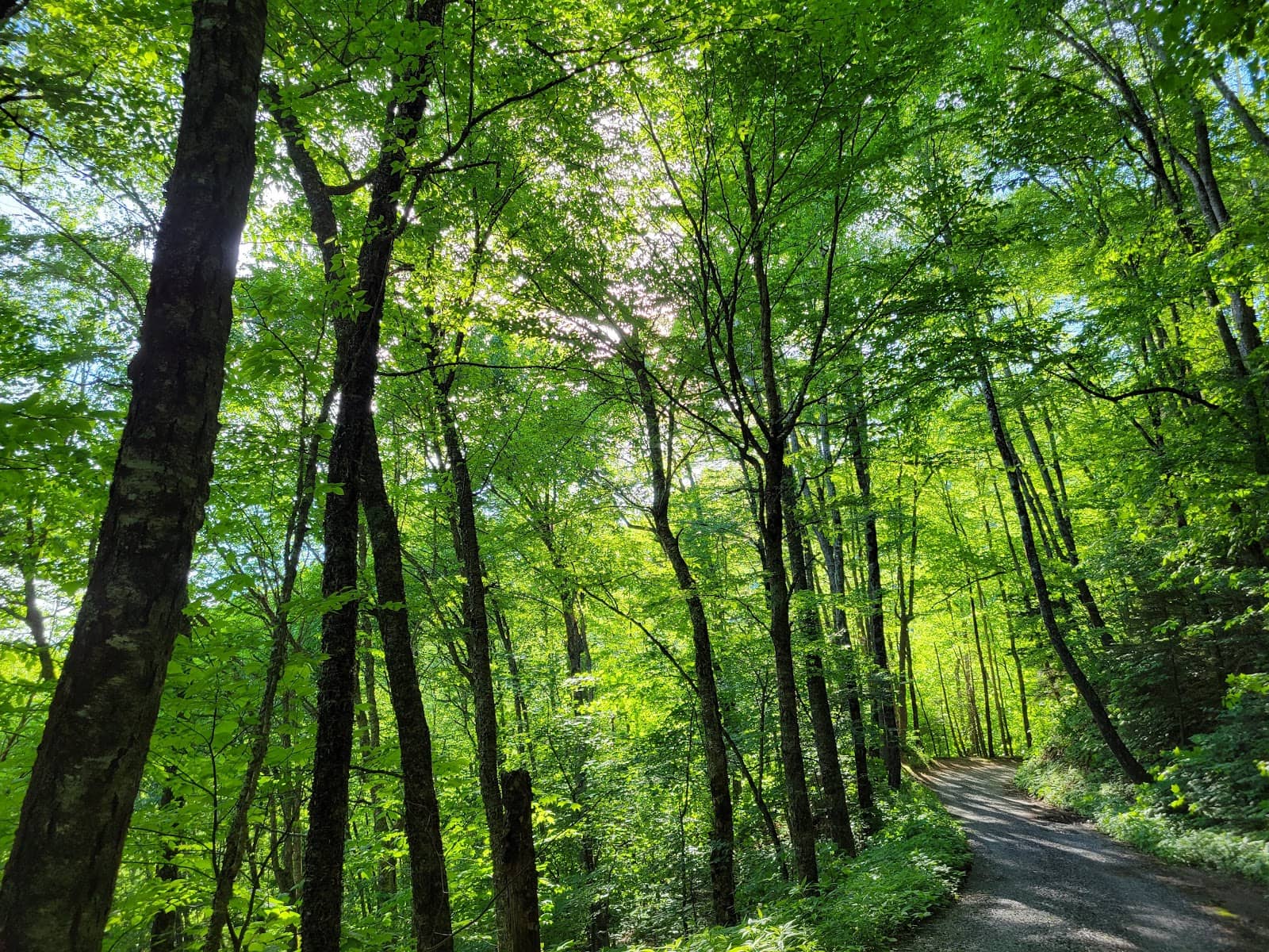 Picnic by the River in Cherokee