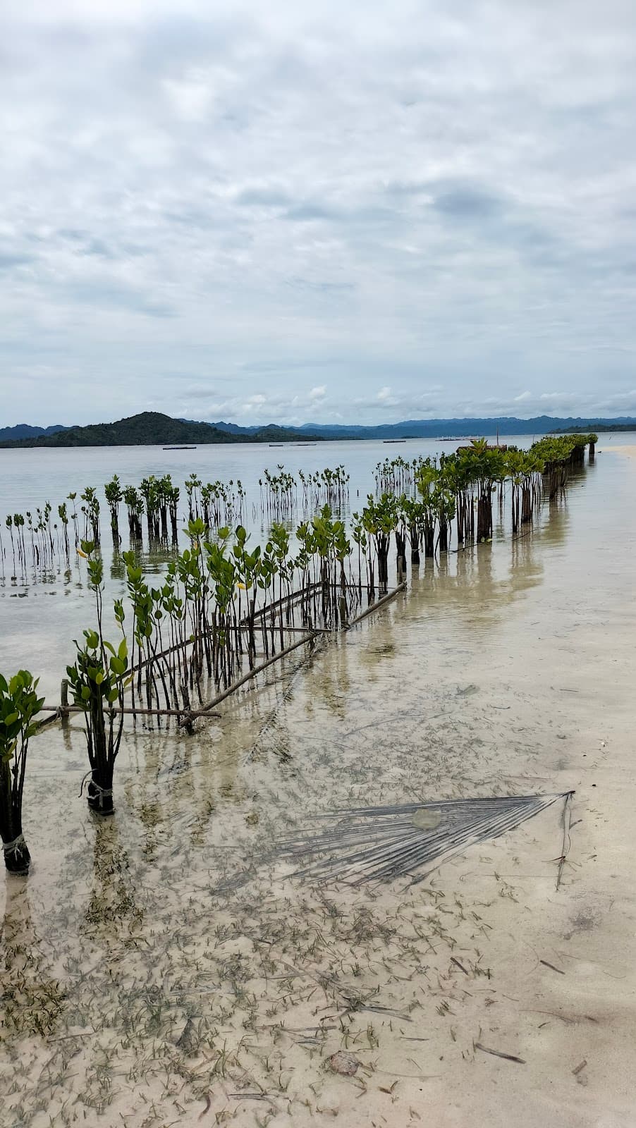 Mangrove Channel Raja Ampat - Image 1