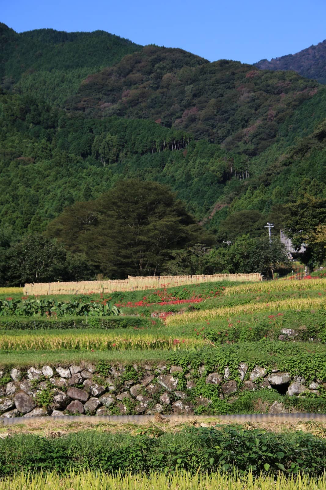 Mount Oyama Summit