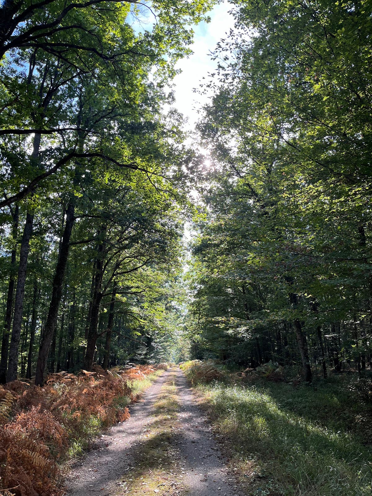 Forêt de Tronçais - Image 1