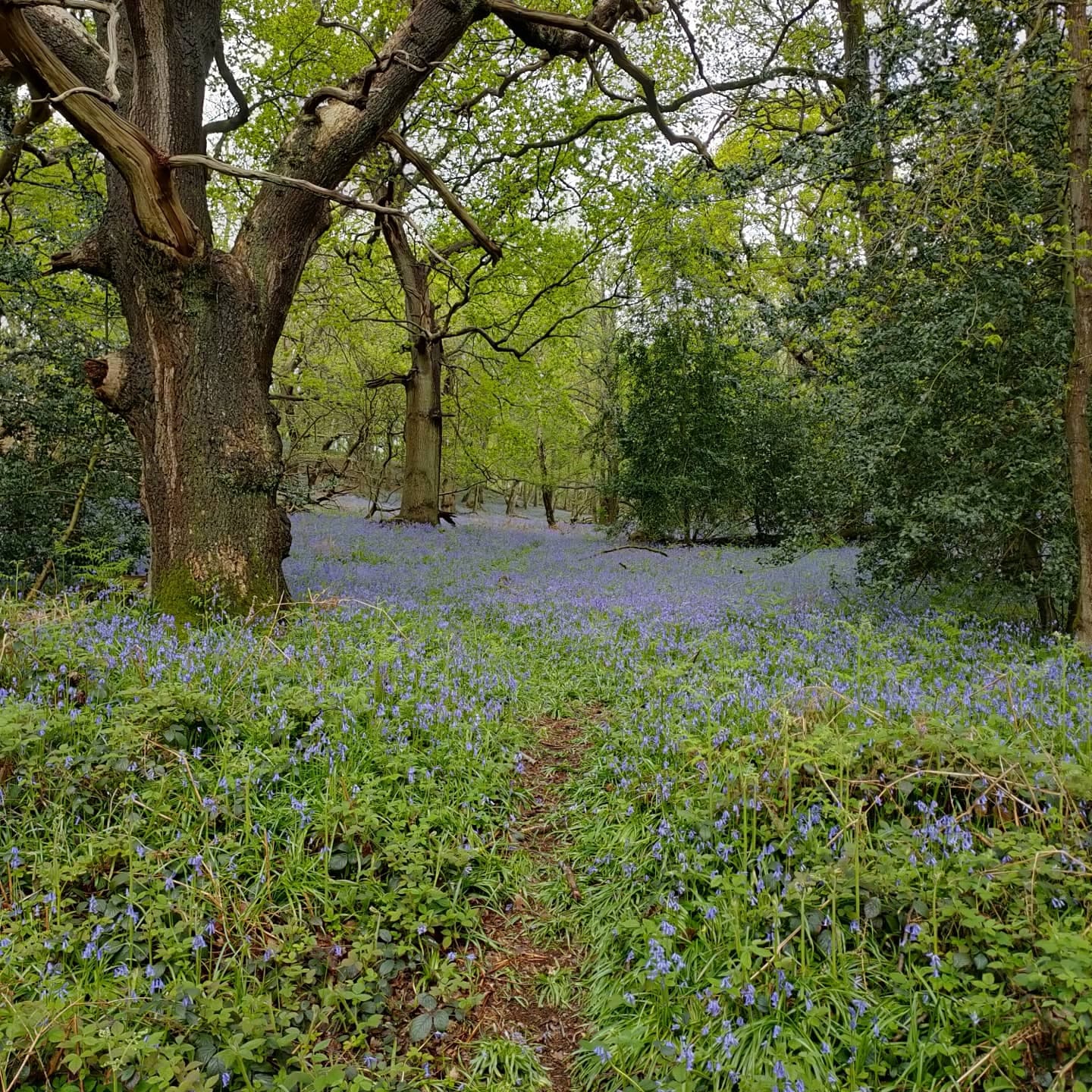 The Warren (Local Nature Reserve) - Image 1
