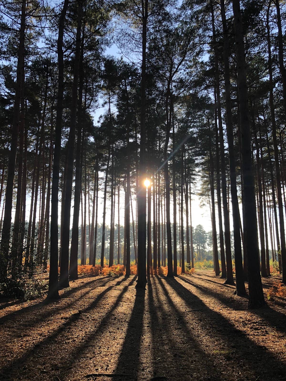 Heathland and Varied Terrain