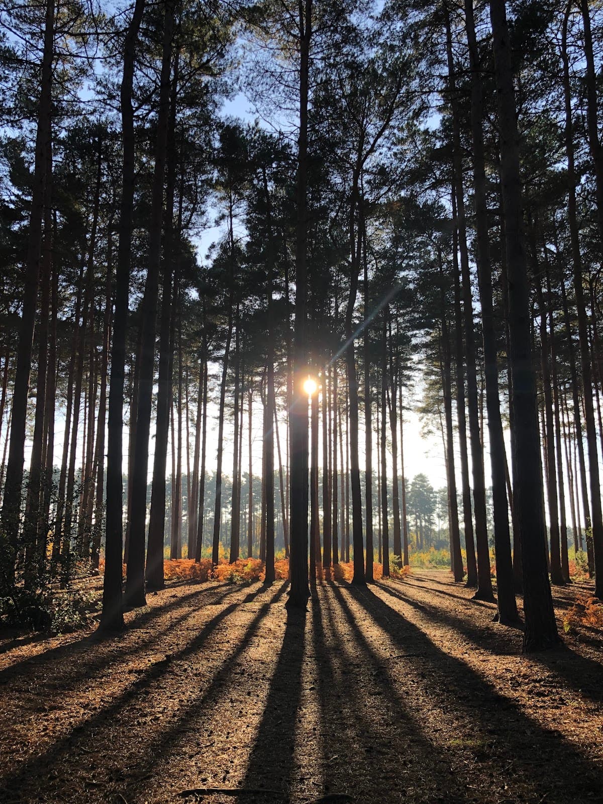 Aspley Woods - Image 1