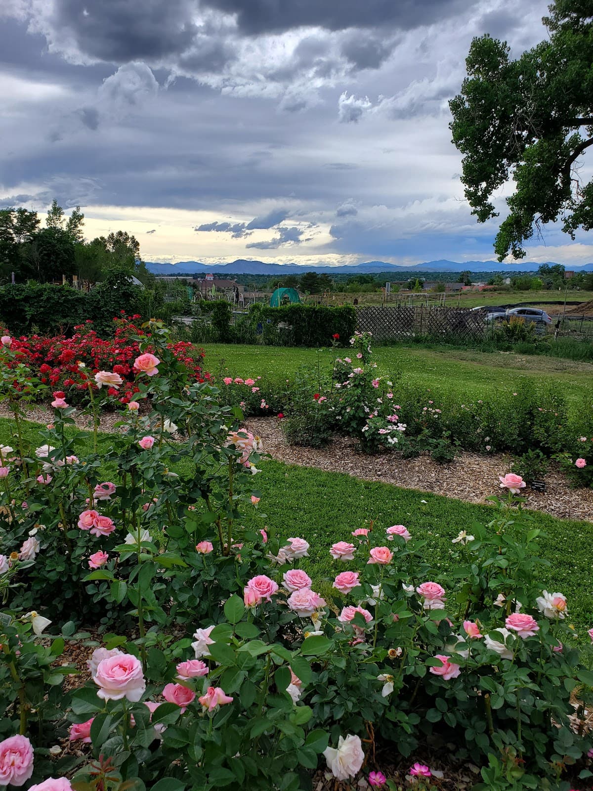 Littleton War Memorial Rose Garden - Image 1