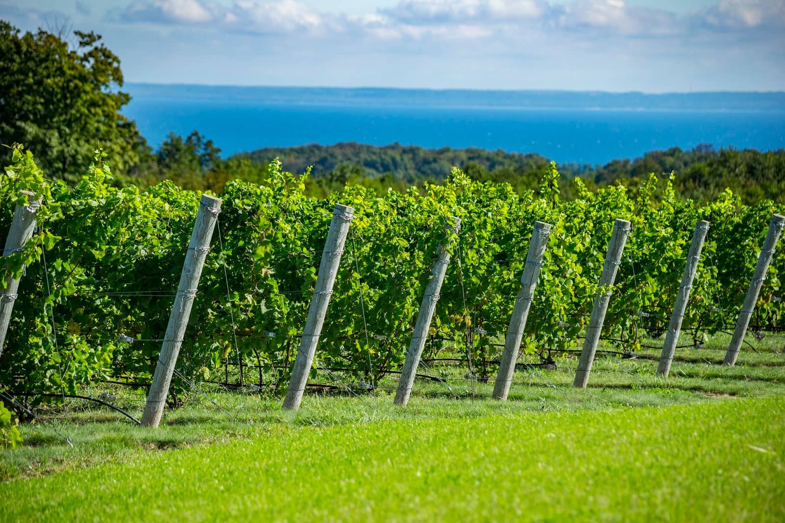 Unique Winery Experiences