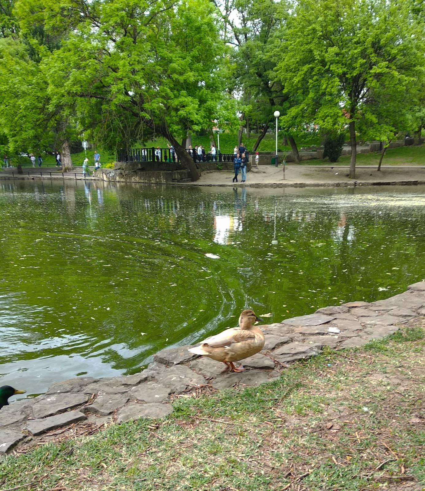 Free-Roaming Poultry