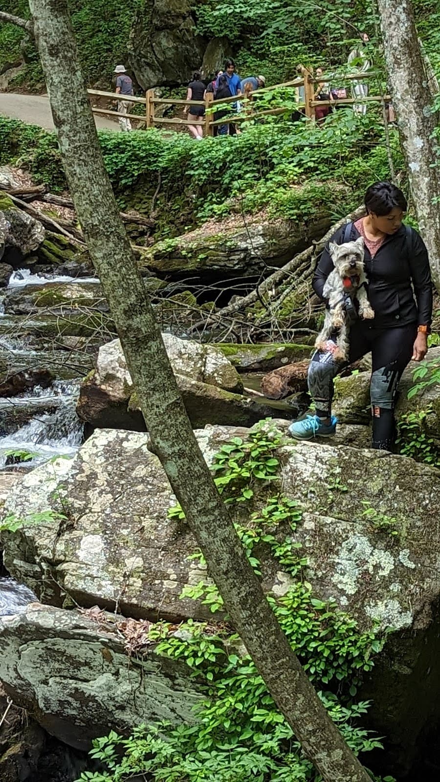 Anna Ruby Falls - Image 1