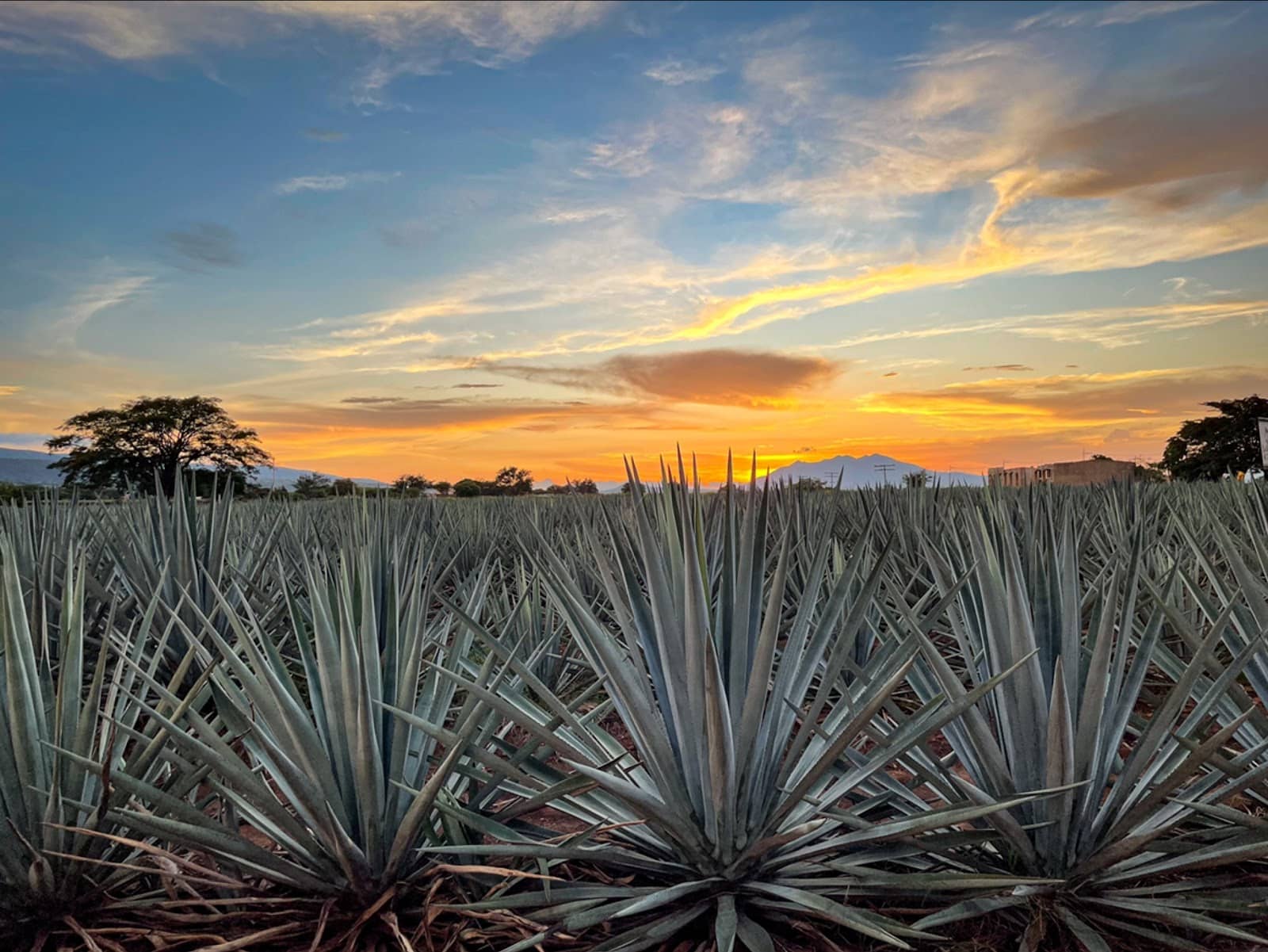 La Rojeña Distillery Tour