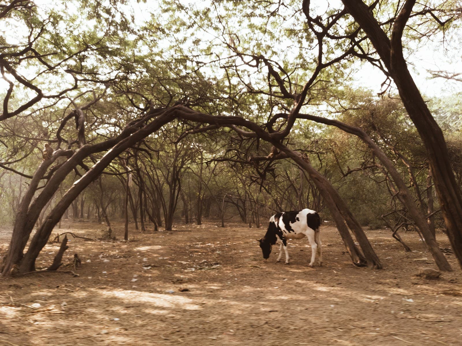 Bir Moti Bagh Wildlife Sanctuary - Image 1
