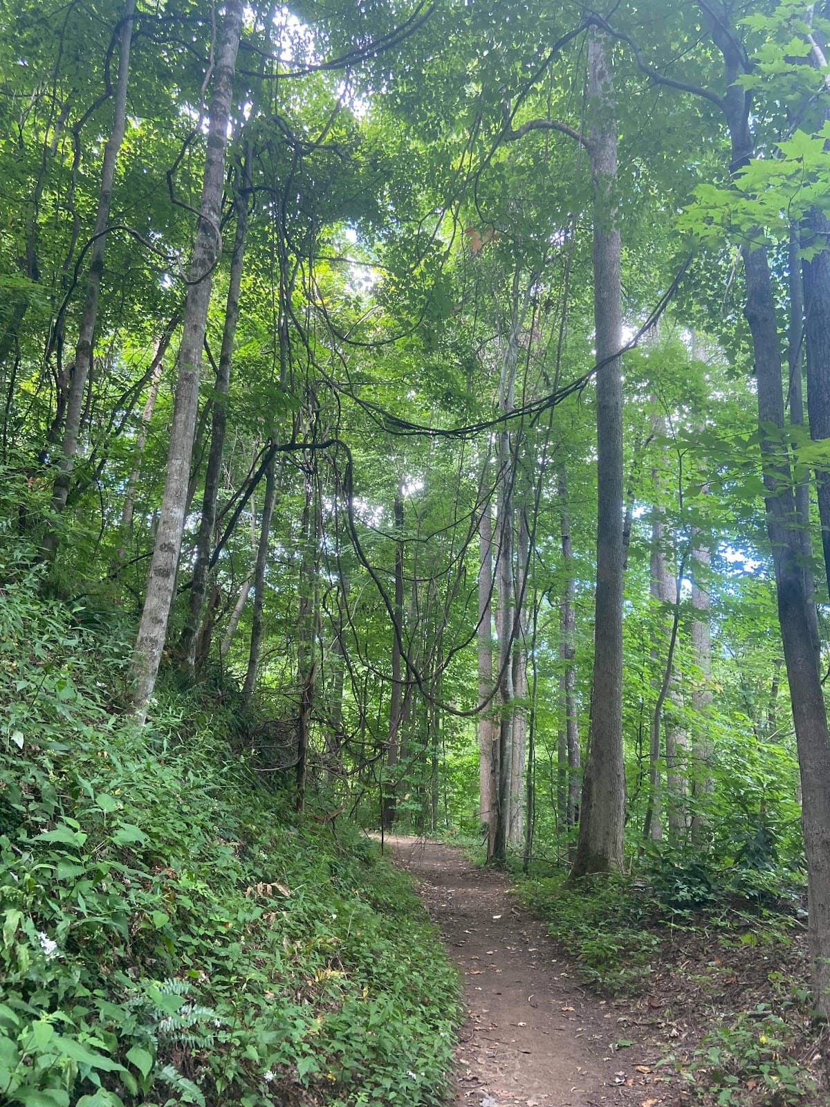 Cucumber Gap Loop - Image 1