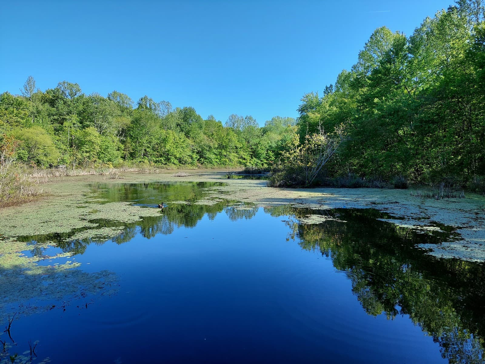 Sloan's Crossing Pond & Boardwalk - Image 1