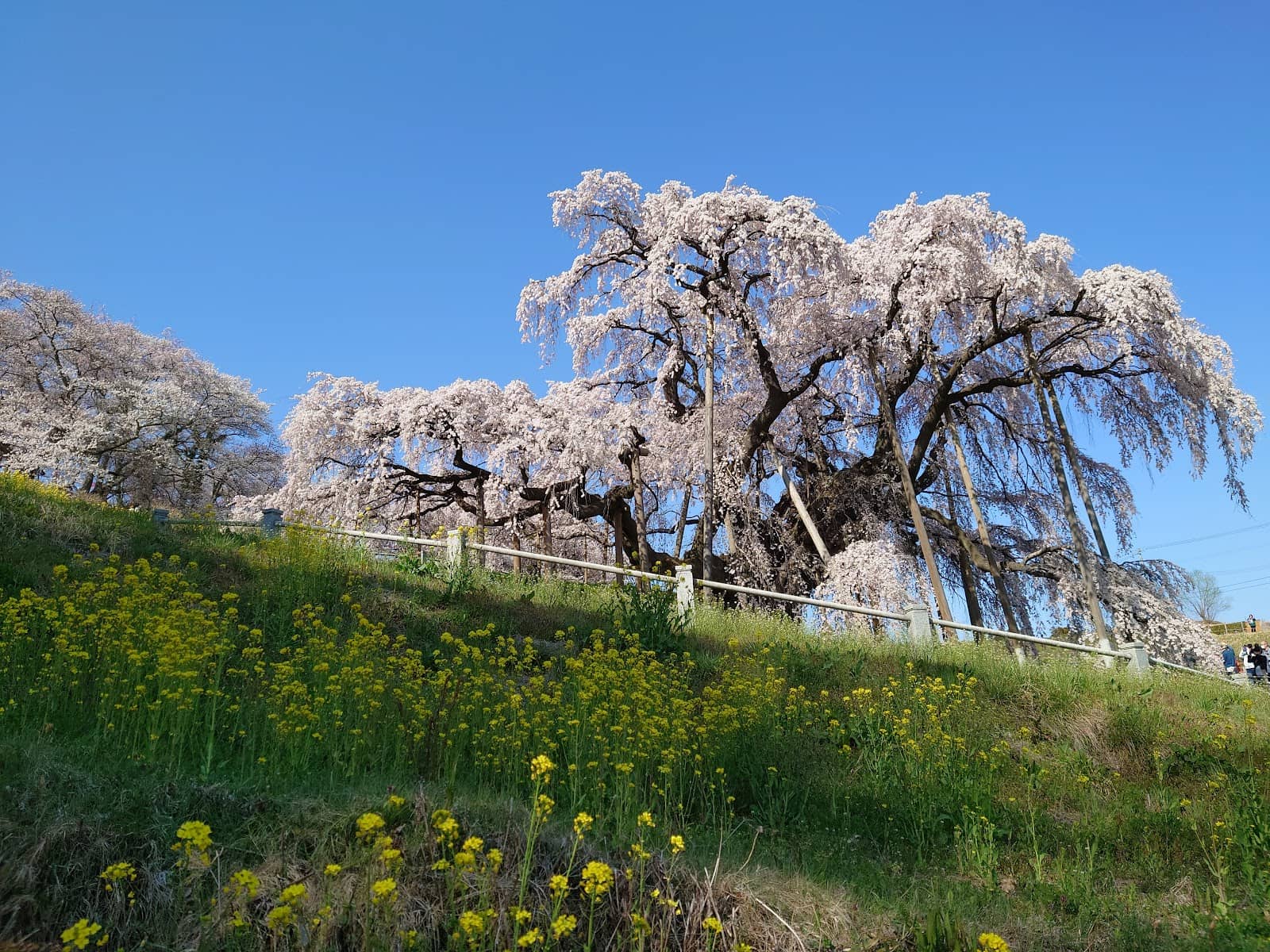 Surrounding Spring Scenery