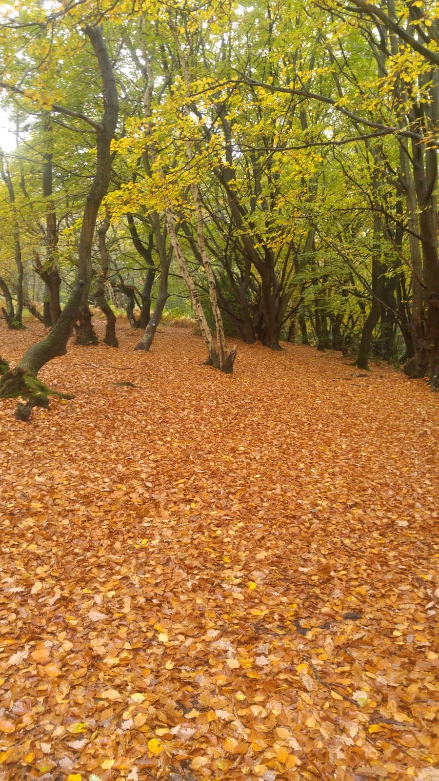 Tranquil Walking Trails